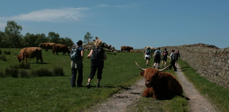 baslow cows Highland cattle at Baslow Edge in the Peak District